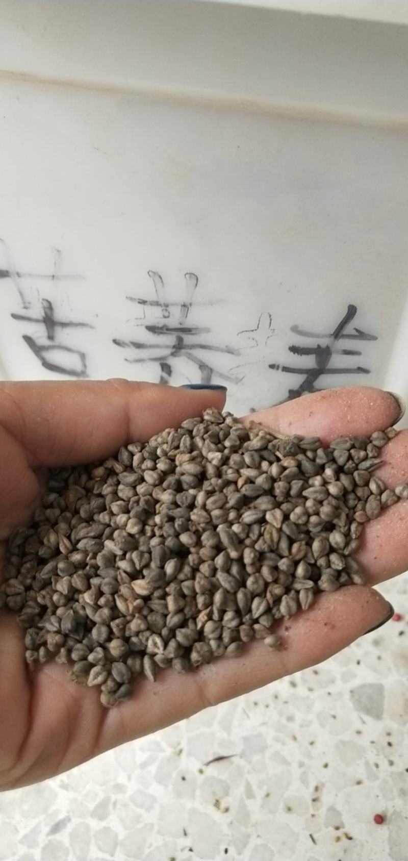 荞麦种子秋季播种黑苦荞麦种子苦荞麦甜荞麦种子