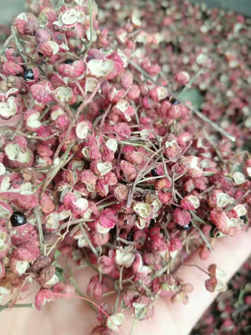 大面积鲜花椒，量还可以，品种多，欢迎收购