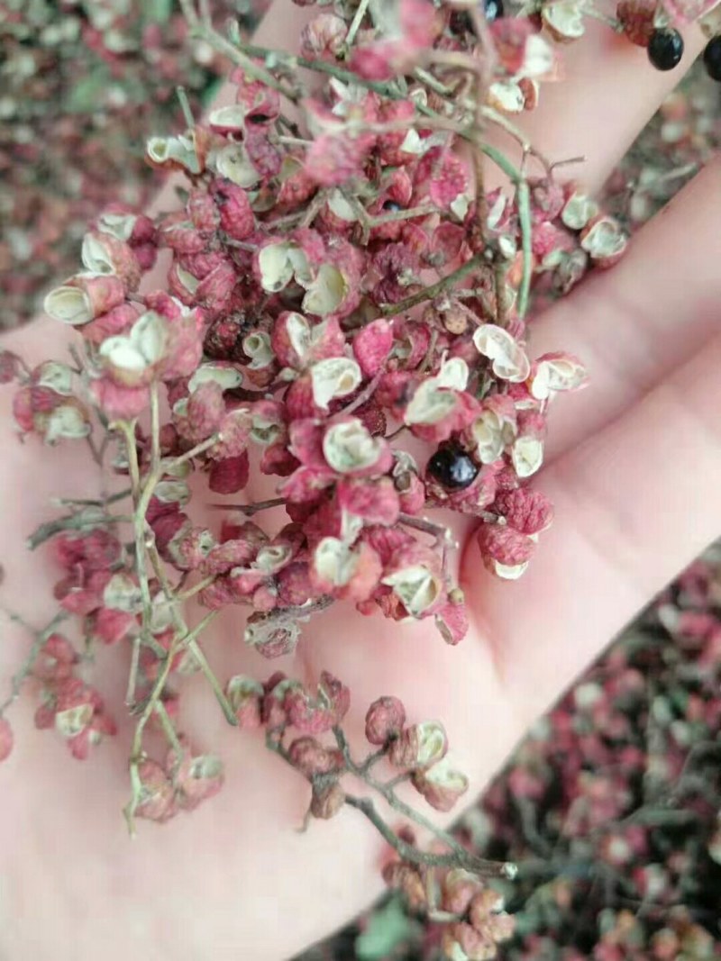 大面积鲜花椒，量还可以，品种多，欢迎收购