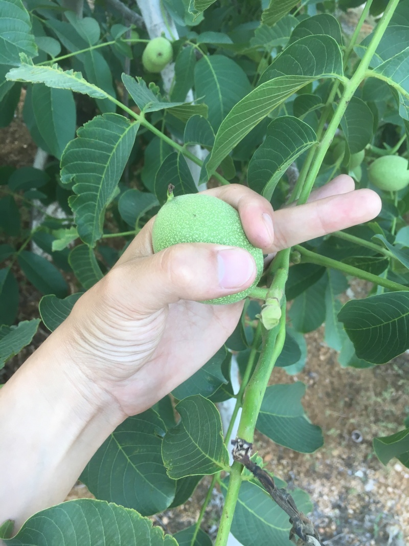 大量出售薄皮清香核桃