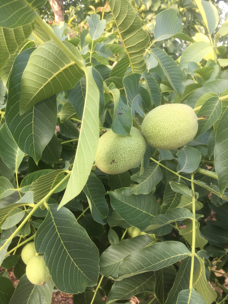 大量出售薄皮清香核桃