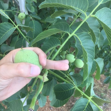 大量出售薄皮清香核桃