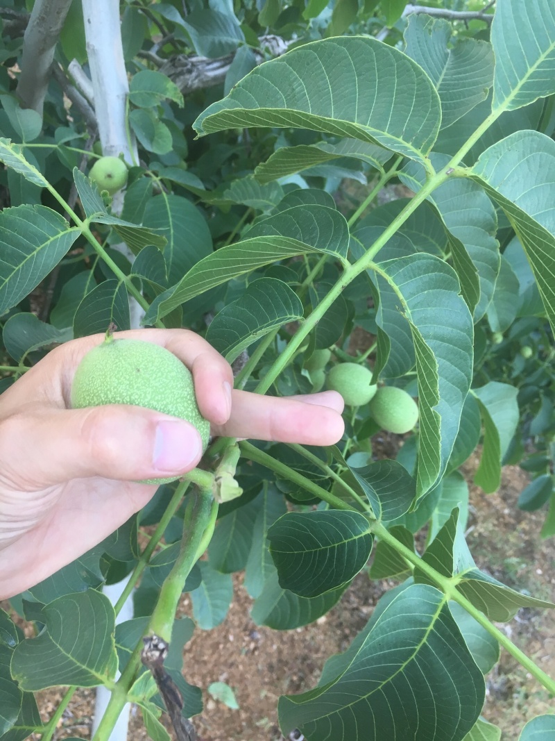 大量出售薄皮清香核桃