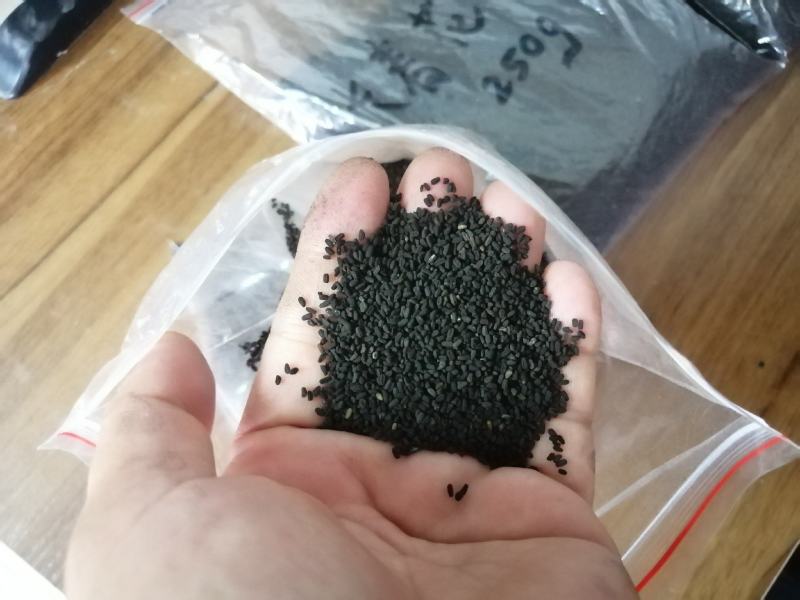 长春花种子适用绿化，边坡护道，家庭庭院