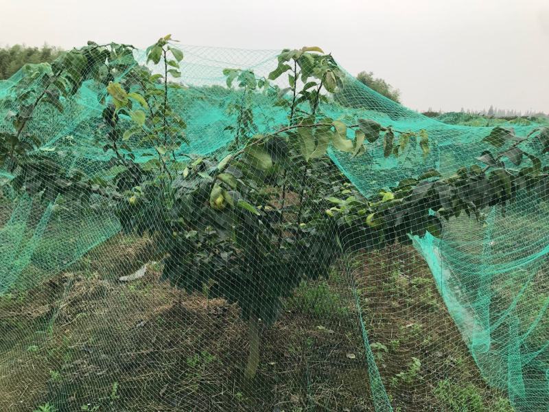 崇明翠冠梨又香又甜又好又便宜的崇明翠冠梨