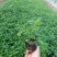 宿迁草花基地出售柳叶马鞭草，营养钵马鞭草，成活率高