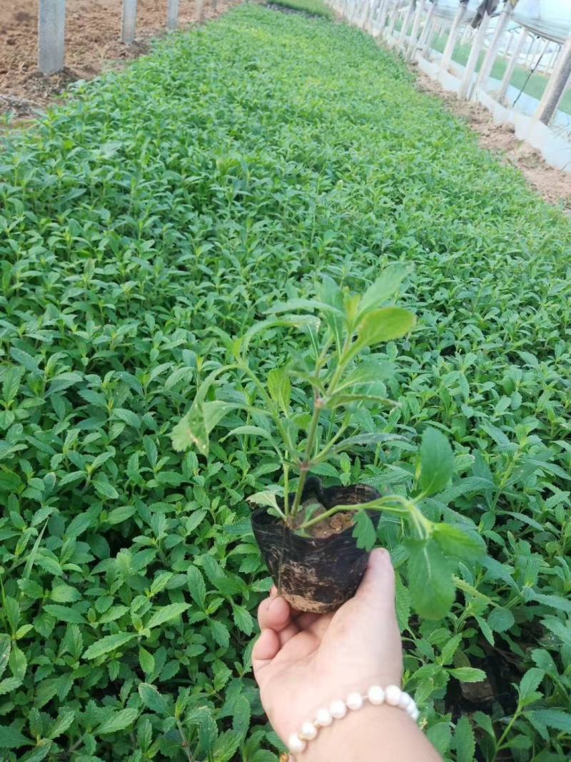 宿迁草花基地出售柳叶马鞭草，营养钵马鞭草，成活率高