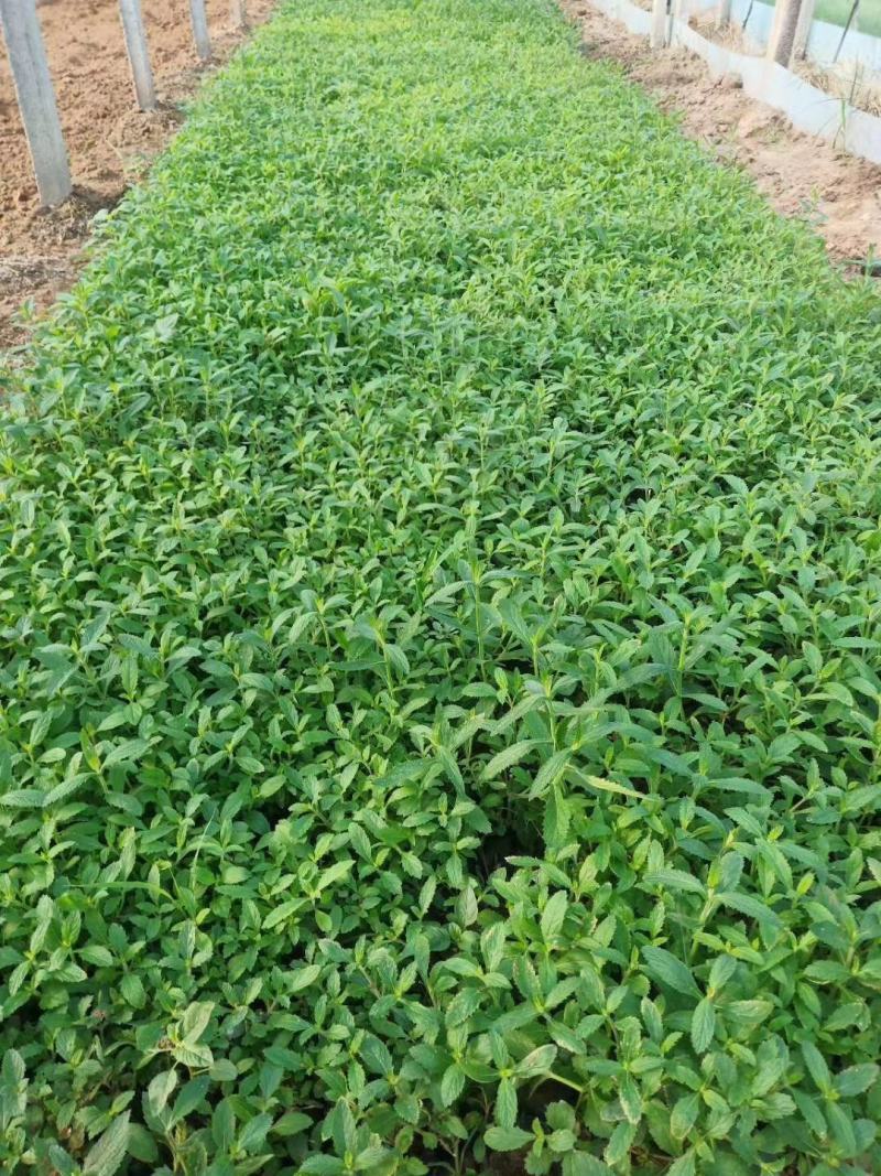 宿迁草花基地出售柳叶马鞭草，营养钵马鞭草，成活率高