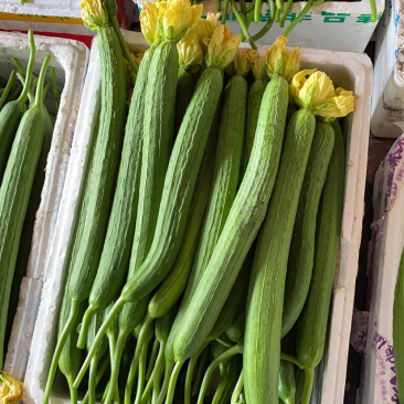 精品丝瓜，夜开花大量上市