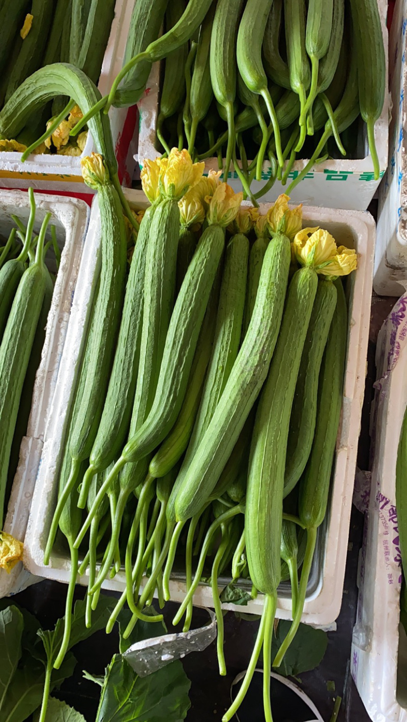 精品丝瓜，夜开花大量上市