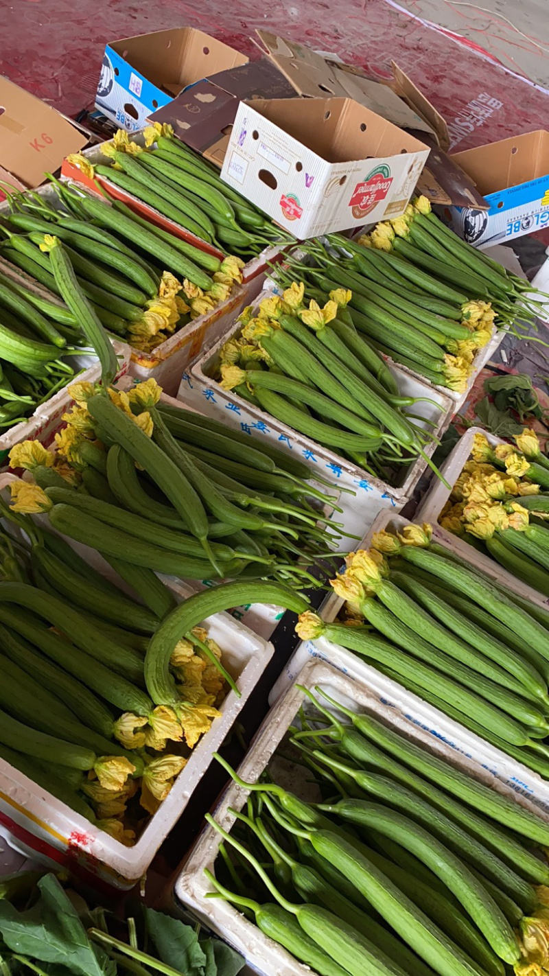 精品丝瓜，夜开花大量上市