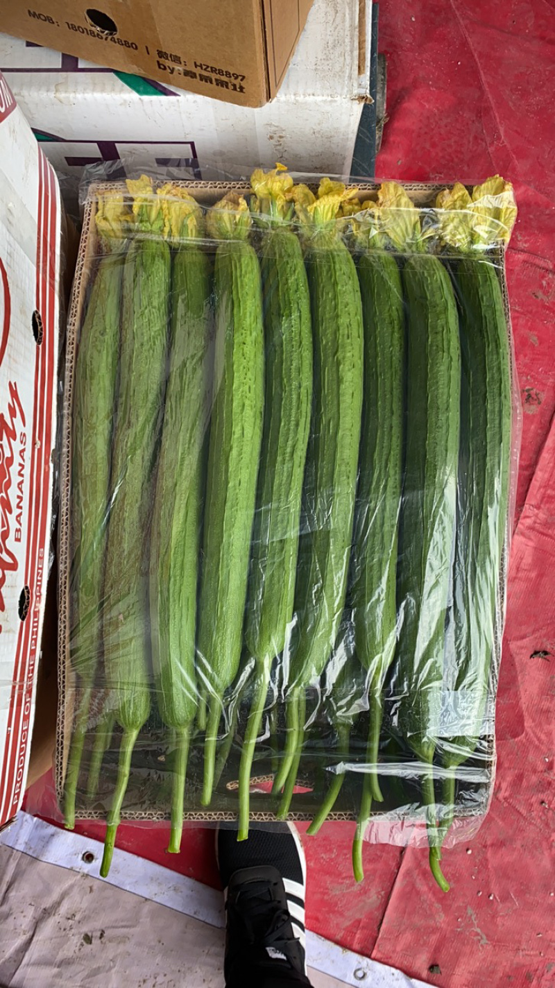 精品丝瓜，夜开花大量上市