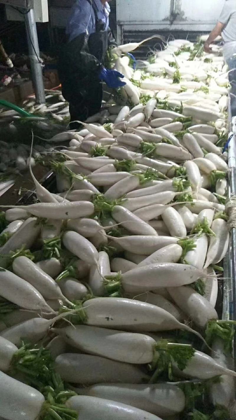 高山白萝卜，品质有保证，可供加工厂，支持发货