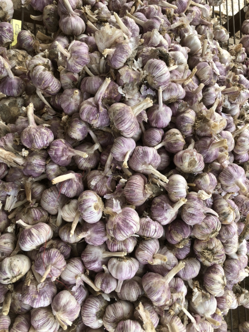 紫皮大蒜，早熟红皮蒜种，产量高，保证纯正