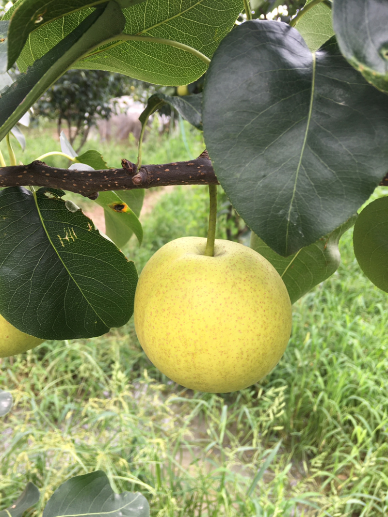 早熟梨，50多亩早熟梨上市中