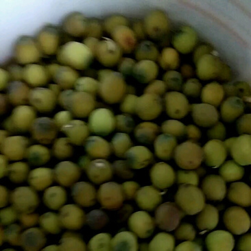 草莲子，毛莲子出售，抚州市南城县万坊镇