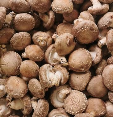 [鲜香菇批发]鲜香菇批发 0912价格3.60元/斤 - 一亩田
