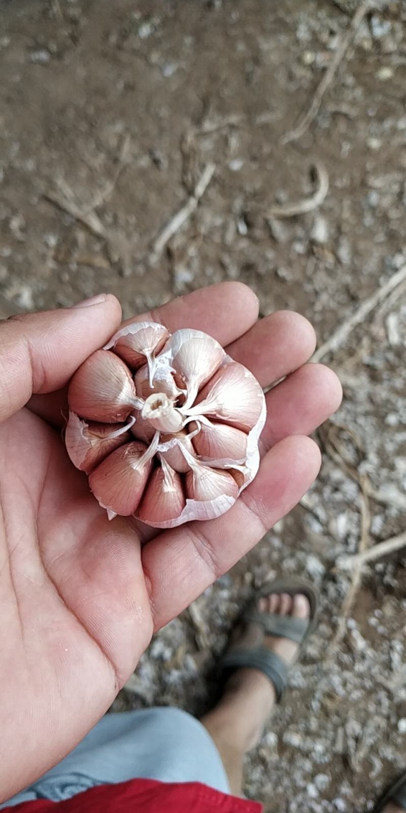 大名优质紫皮无心大蒜种子