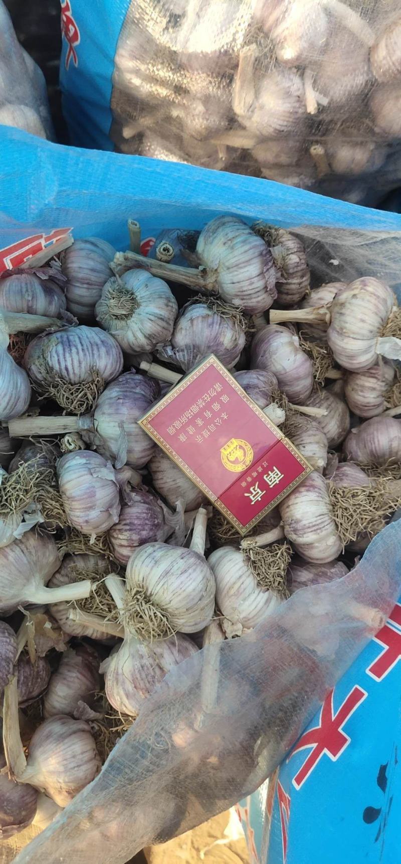 大名优质紫皮无心大蒜种子