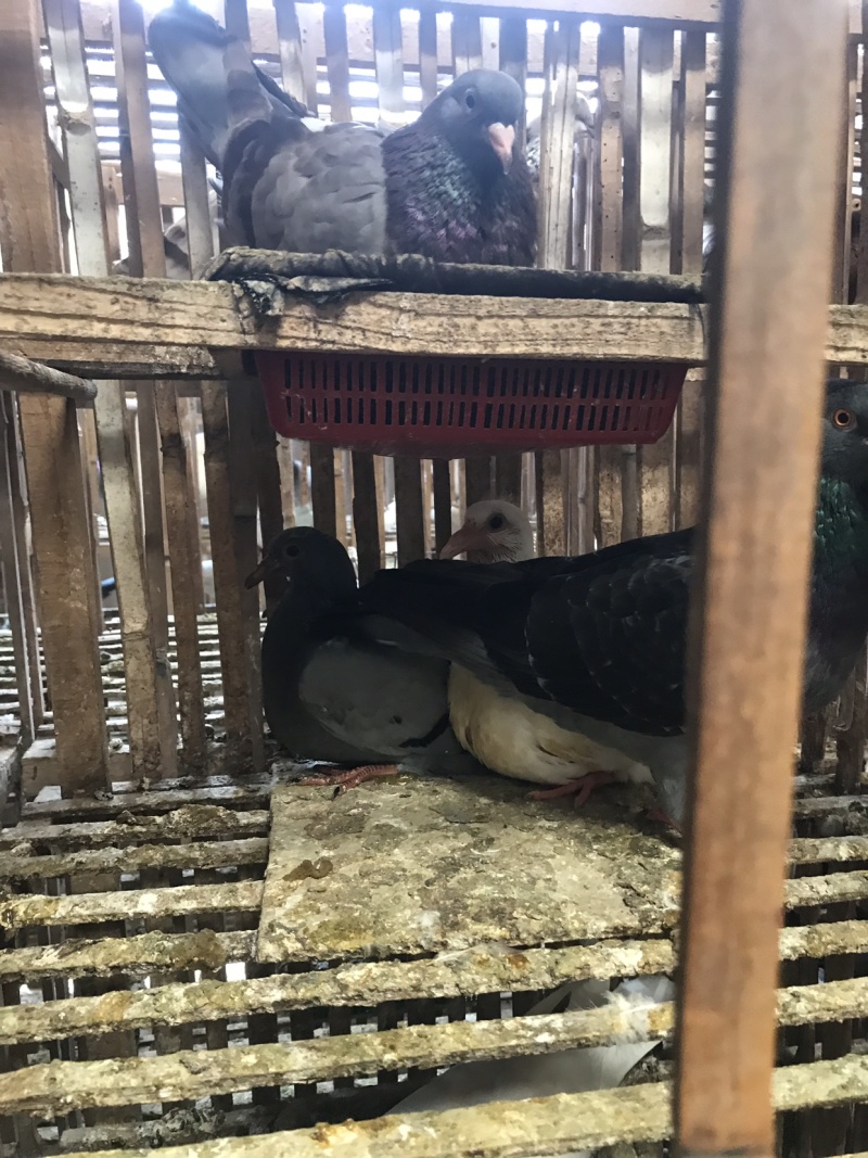 精品乳鸽，淘汰老鸽活体批发。原养殖基地直供……