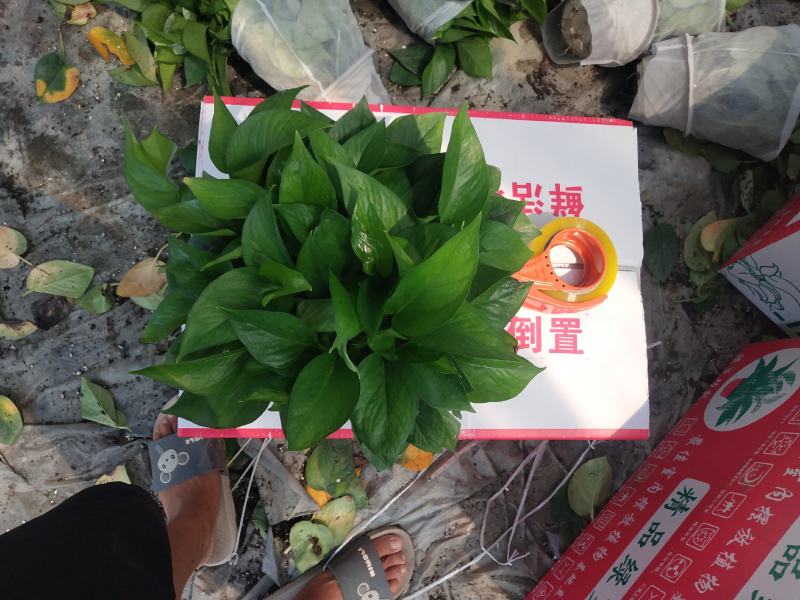 180#叶片墨绿，冠幅密度都属于A级货，基地直供