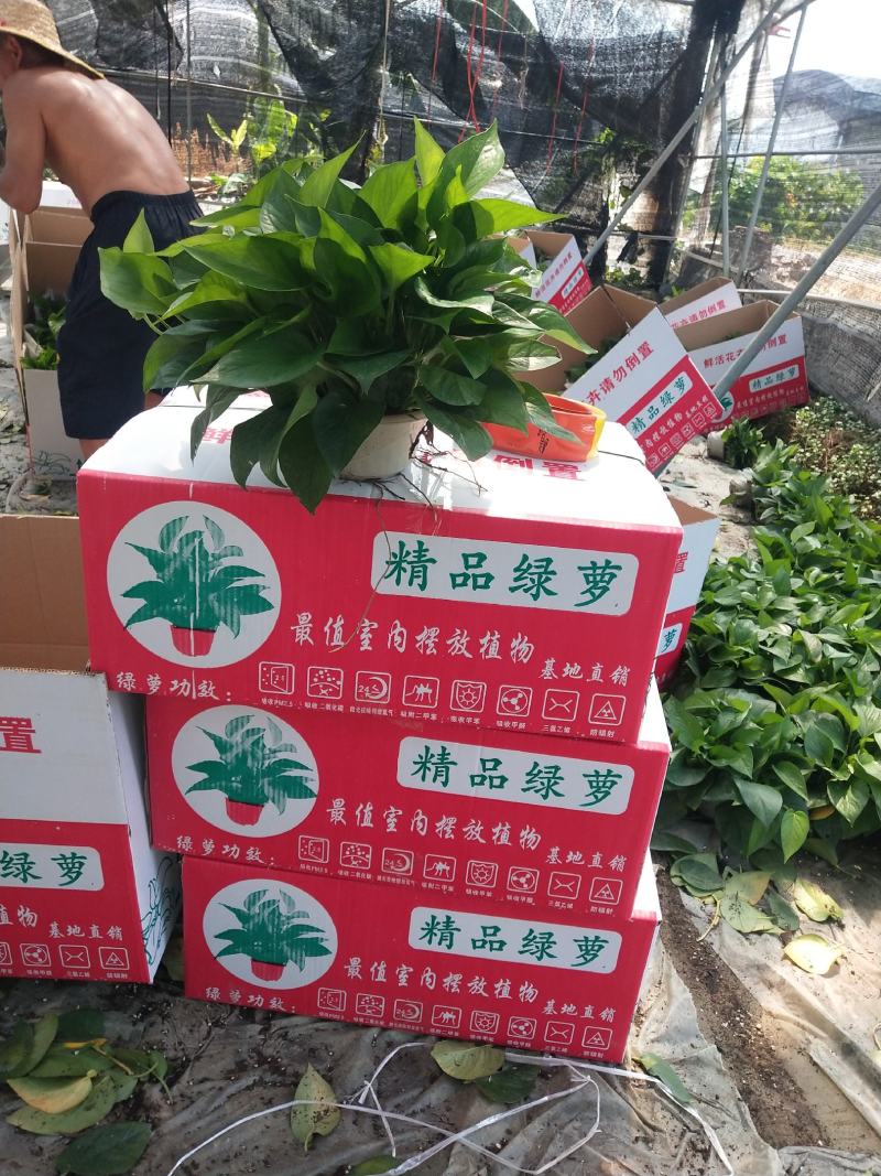 180#叶片墨绿，冠幅密度都属于A级货，基地直供