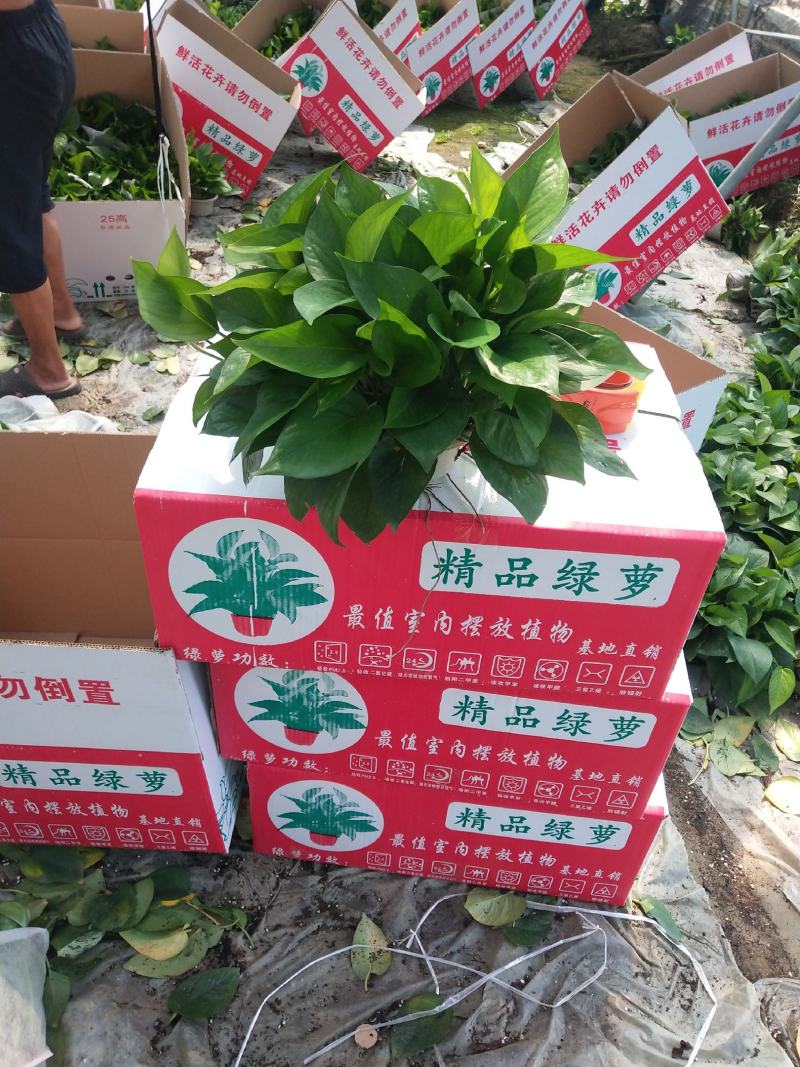 180#叶片墨绿，冠幅密度都属于A级货，基地直供
