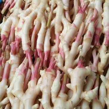 生姜，老姜，本地货大量上市，