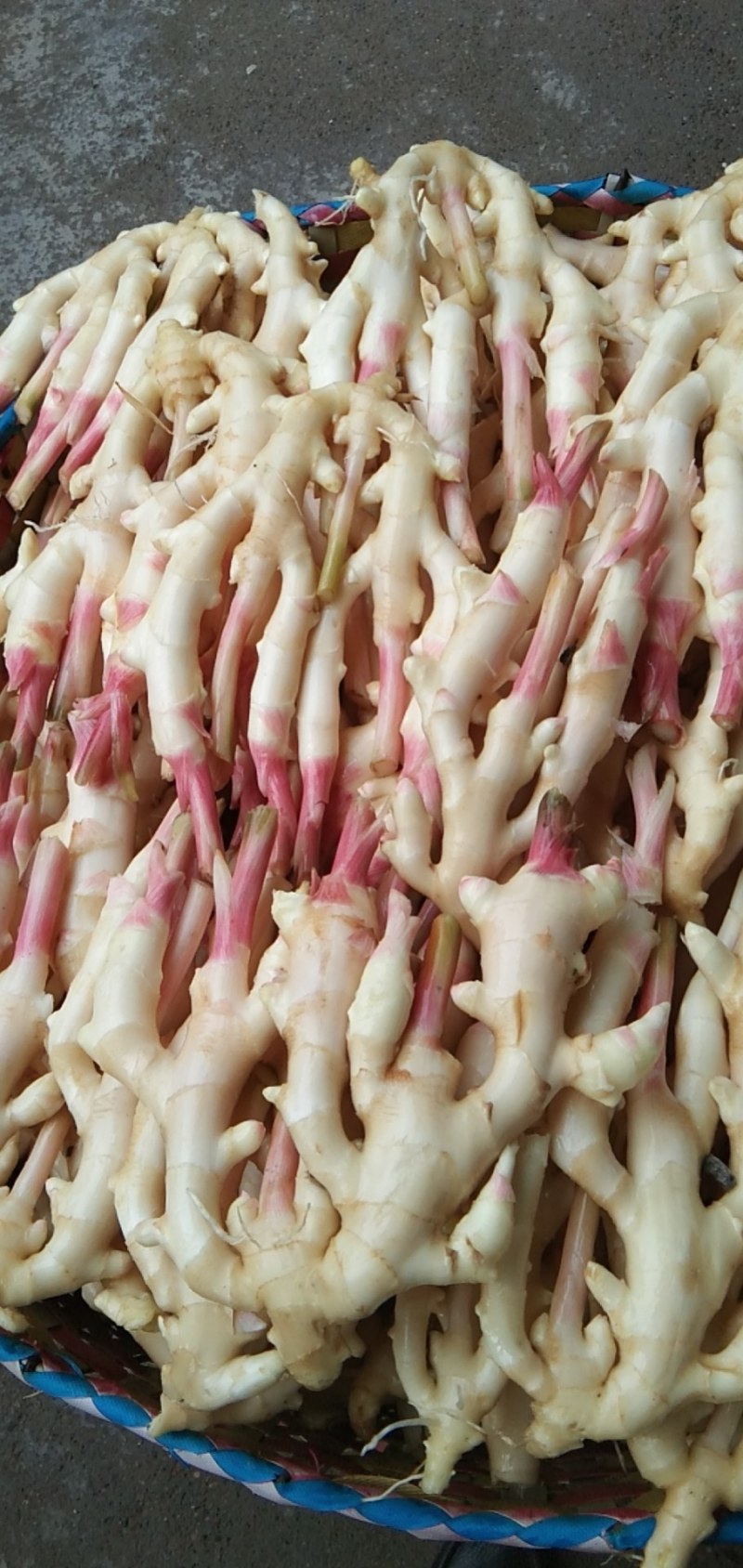 生姜，老姜，本地货大量上市，