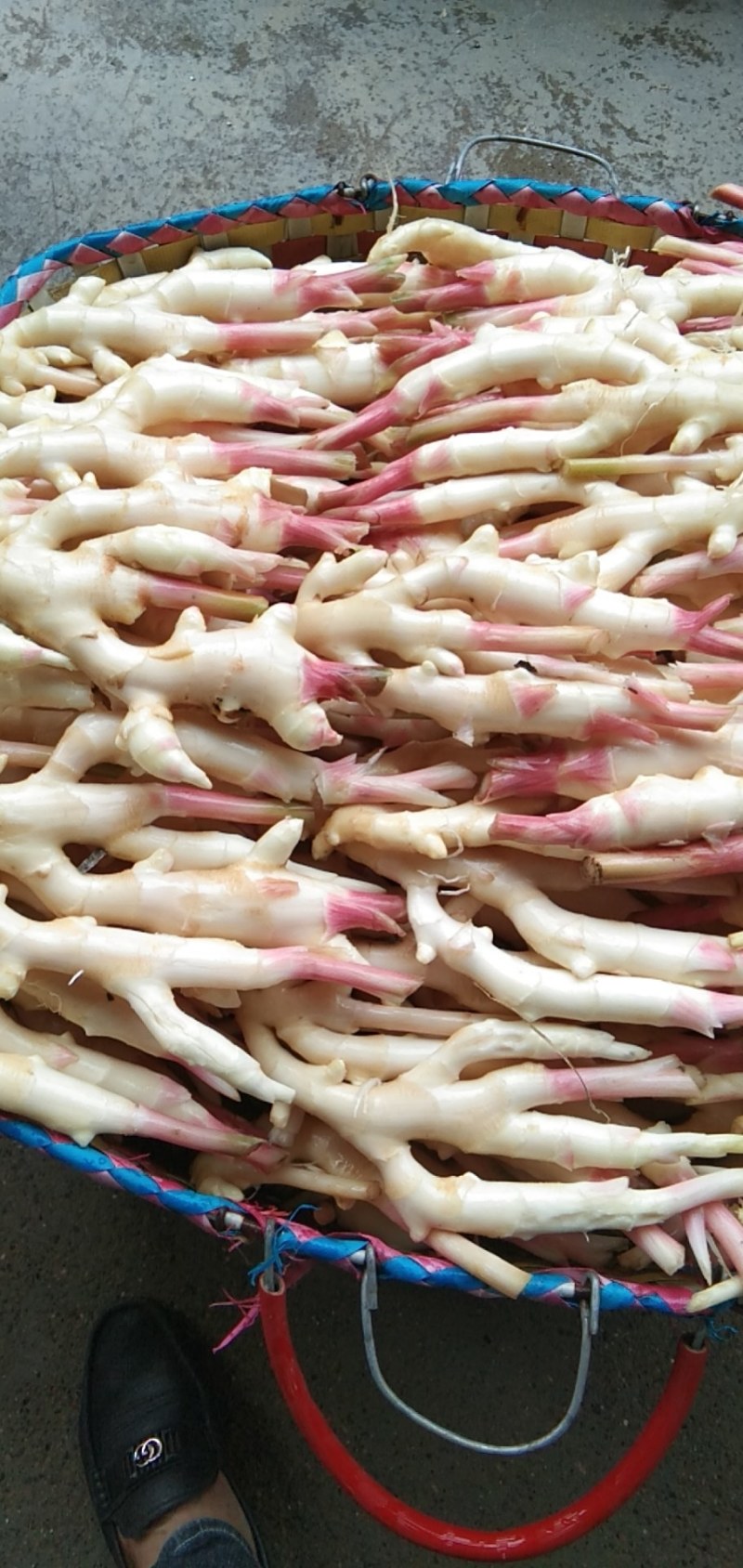 生姜，老姜，本地货大量上市，