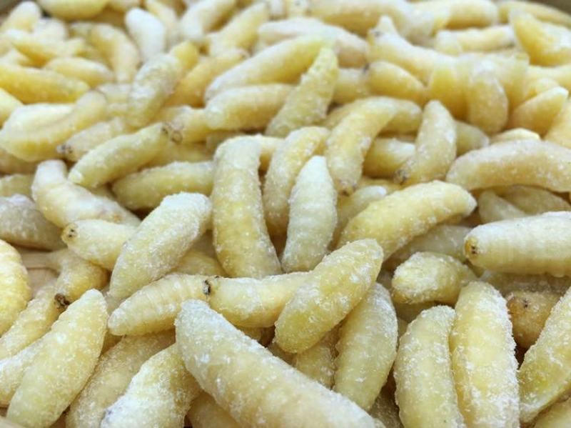 野生蜂蛹，高蛋白蜂蛹，马蜂蛹，胡蜂蛹一件代发品质保证