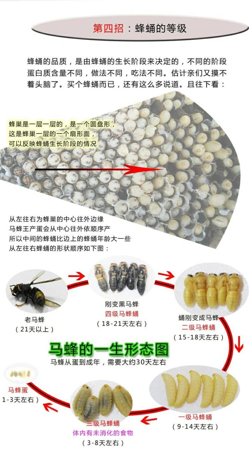 野生蜂蛹，高蛋白蜂蛹，马蜂蛹，胡蜂蛹一件代发品质保证