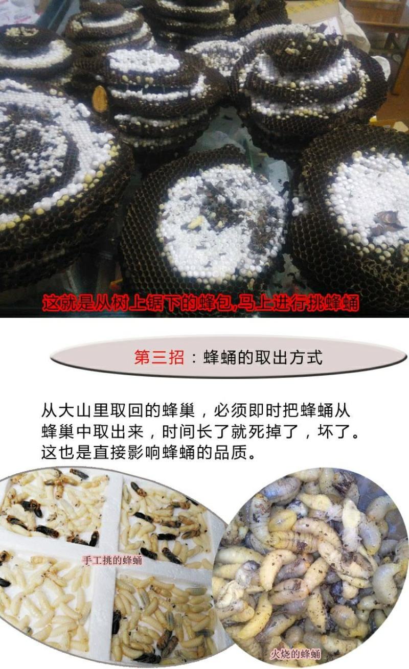 野生蜂蛹，高蛋白蜂蛹，马蜂蛹，胡蜂蛹一件代发品质保证