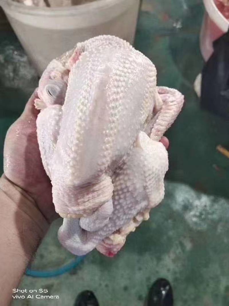 白条鸡，清真专供，冷链物流