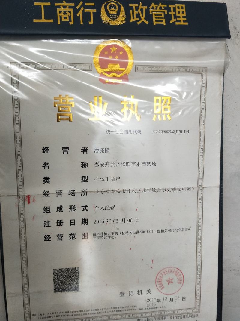 杜仲苗，当年杜仲小苗。大量出售，看圃起苗，现挖现卖。