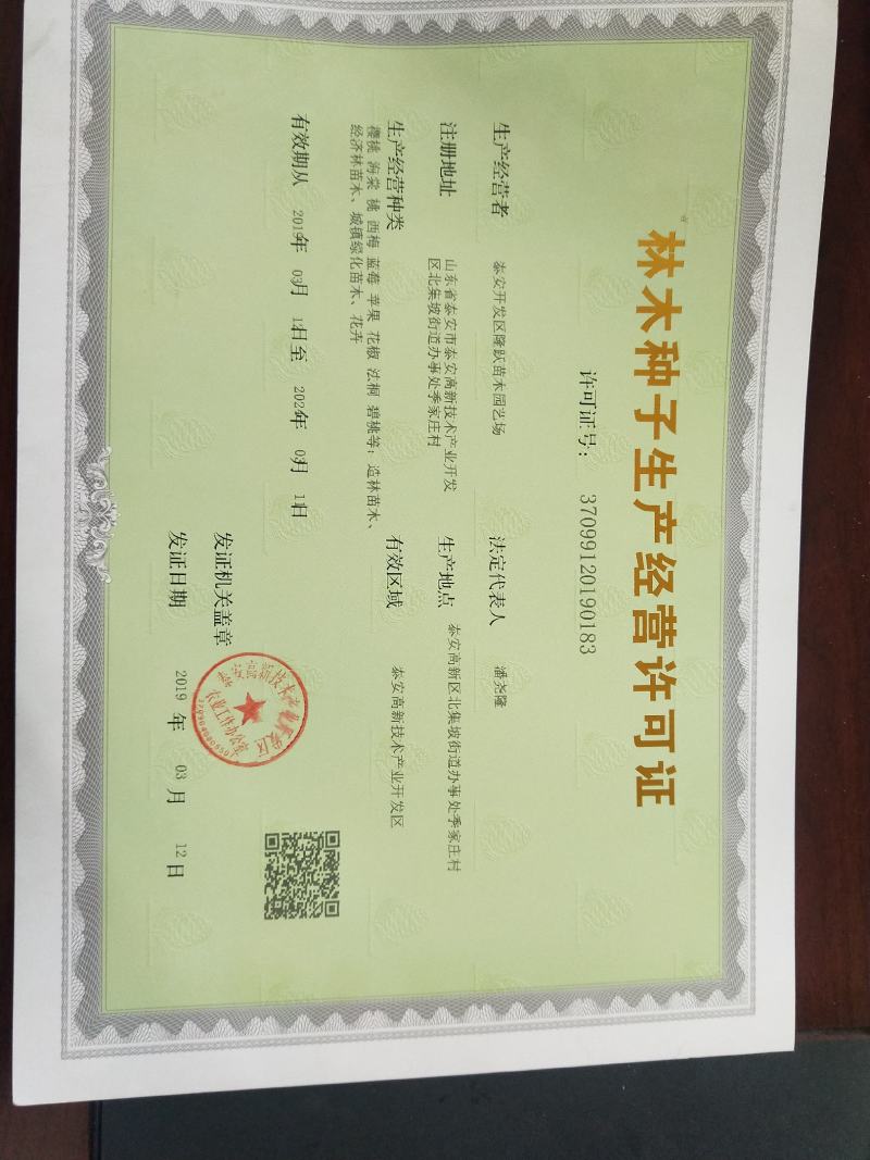 杜仲苗，当年杜仲小苗。大量出售，看圃起苗，现挖现卖。