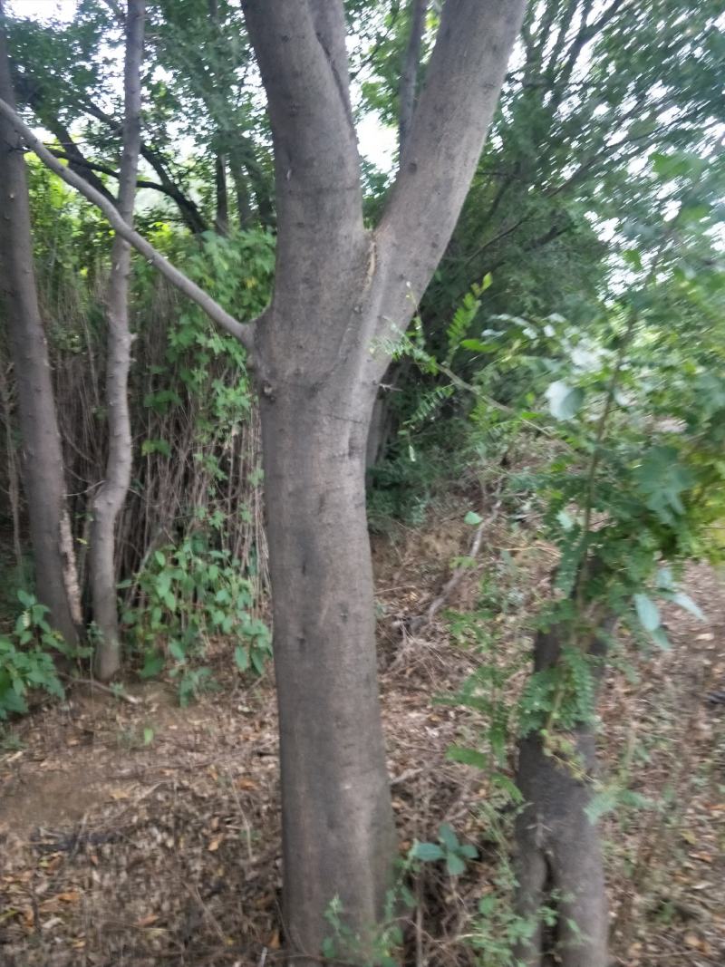 杜仲苗，当年杜仲小苗。大量出售，看圃起苗，现挖现卖。