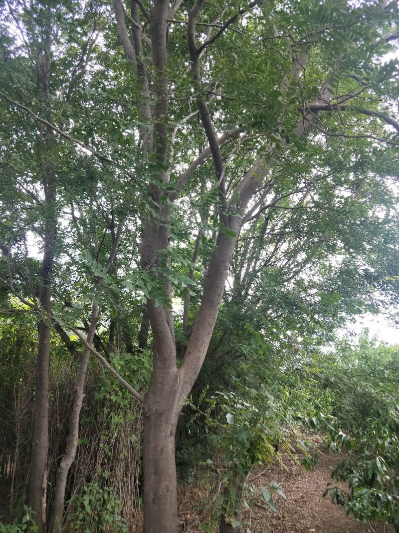 杜仲苗，当年杜仲小苗。大量出售，看圃起苗，现挖现卖。
