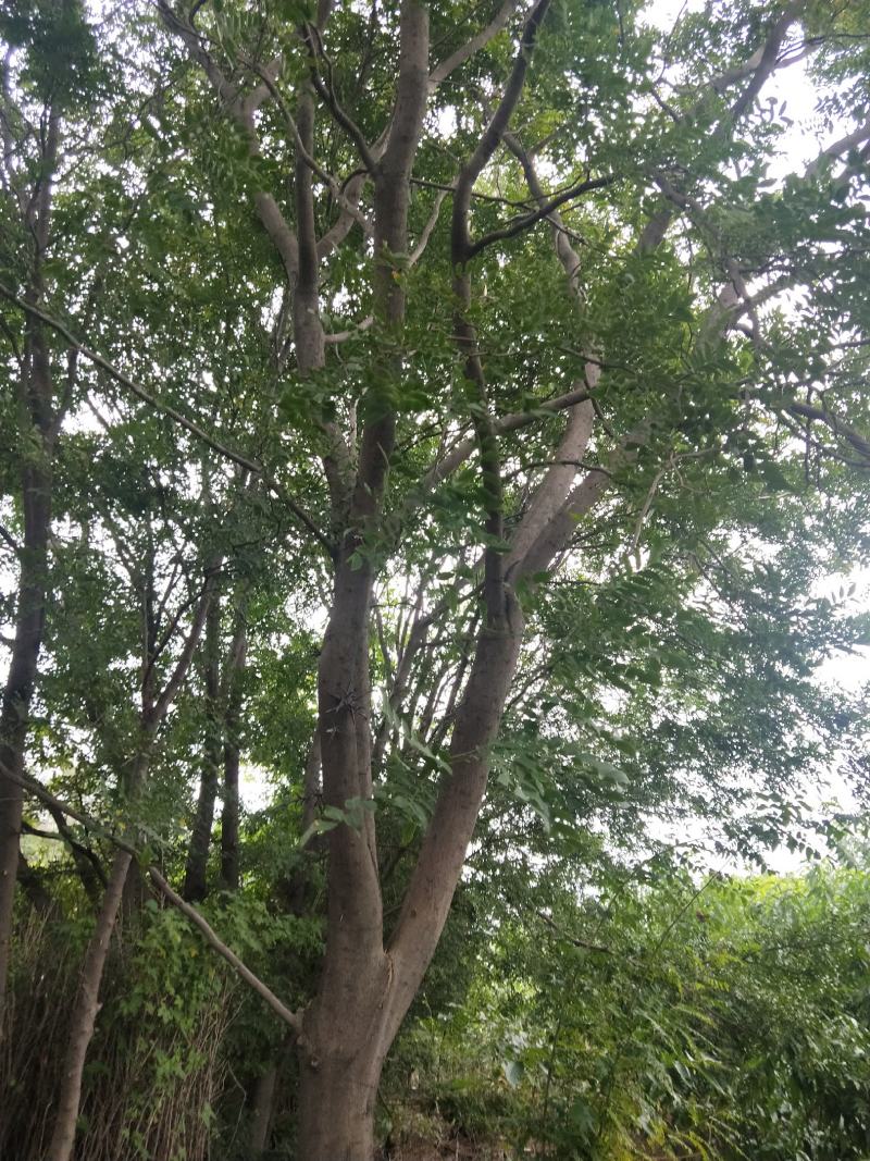 杜仲苗，当年杜仲小苗。大量出售，看圃起苗，现挖现卖。