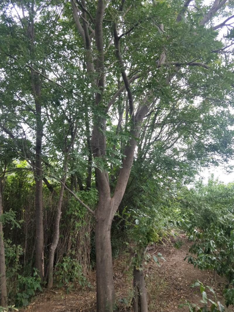 杜仲苗，当年杜仲小苗。大量出售，看圃起苗，现挖现卖。