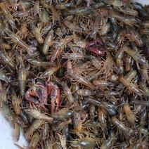 四川泸州市泸县合作社大量出售种虾虾苗