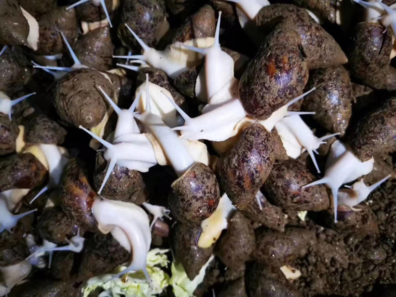 种蜗牛🐌，基地直销，常年供应，量大从优，包回收！