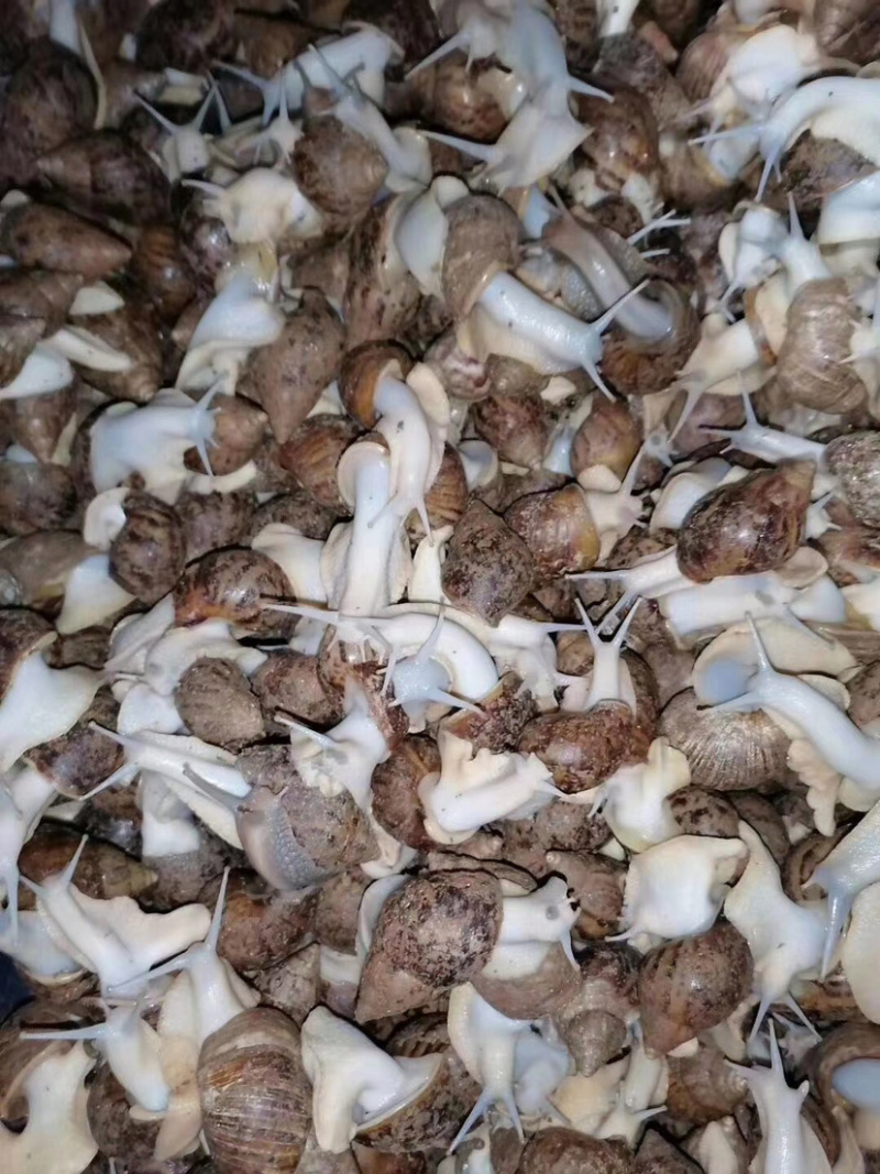 种蜗牛🐌，基地直销，常年供应，量大从优，包回收！