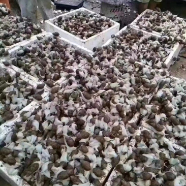 种蜗牛🐌，基地直销，常年供应，量大从优，包回收！