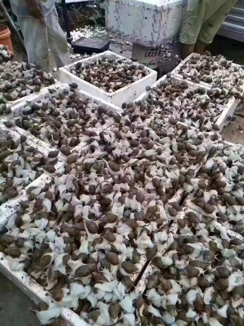 种蜗牛🐌，基地直销，常年供应，量大从优，包回收！