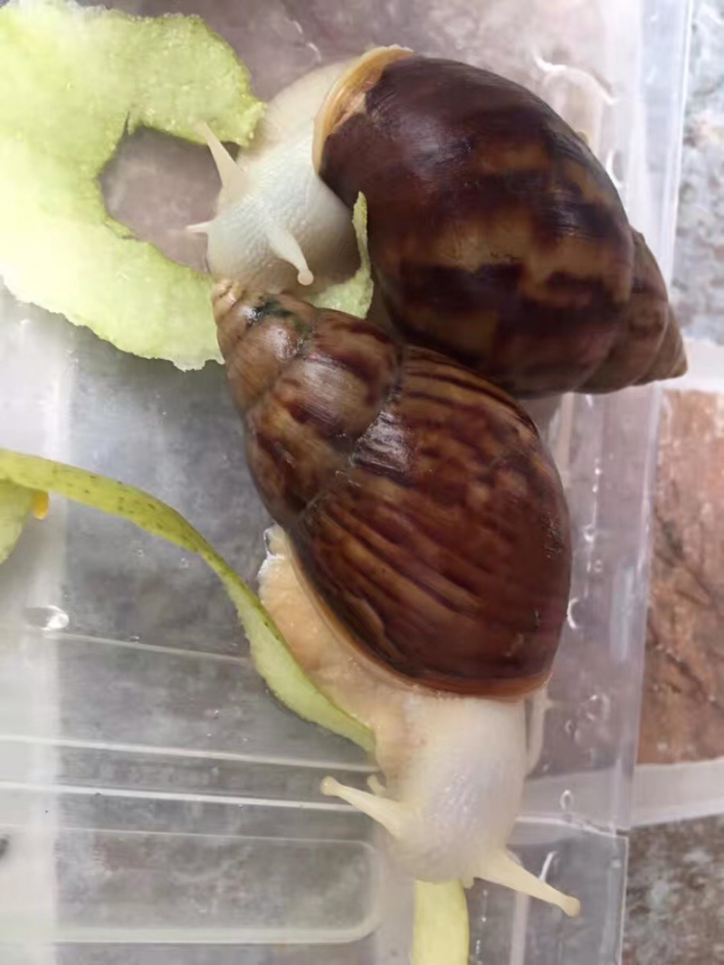 种蜗牛🐌，基地直销，常年供应，量大从优，包回收！