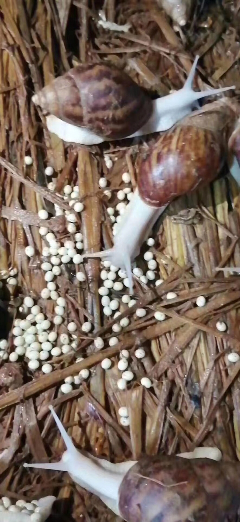 种蜗牛🐌，基地直销，常年供应，量大从优，包回收！
