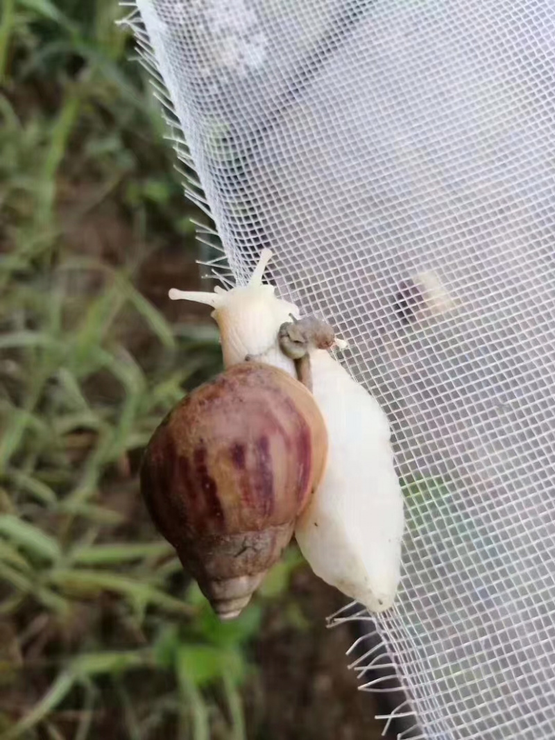 种蜗牛🐌，基地直销，常年供应，量大从优，包回收！