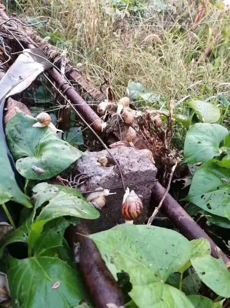 种蜗牛🐌，基地直销，常年供应，量大从优，包回收！