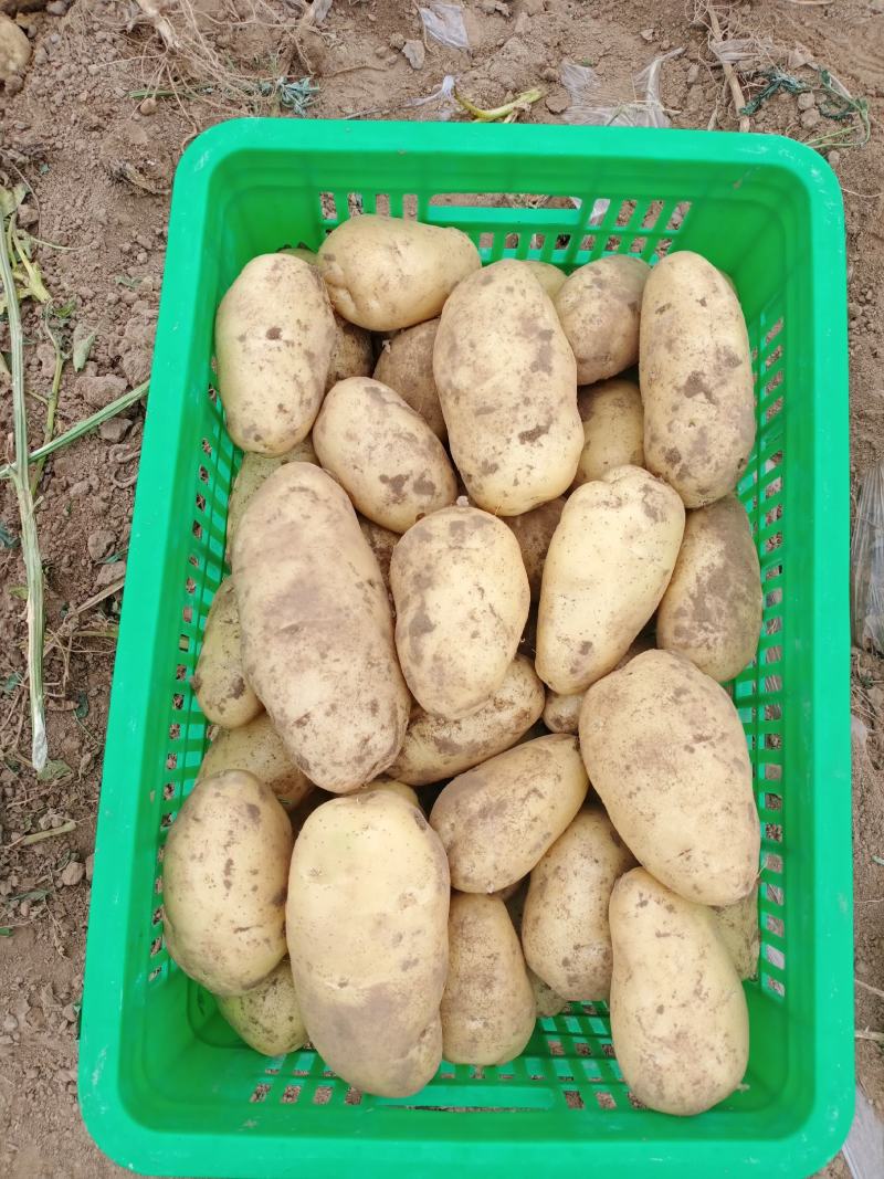 荷兰土豆:颜色个头薯型三优，质优价廉。